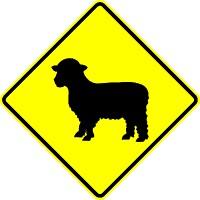 Sheep Crossing