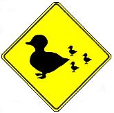 Duck Crossing